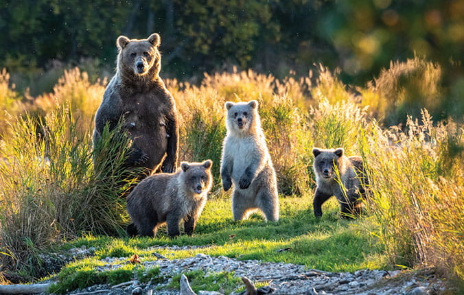Large adult female Alaskan brown bear with three cute cubs standing on a grassy spit of land in the Brooks River, Katmai National Park, Alaska, USA