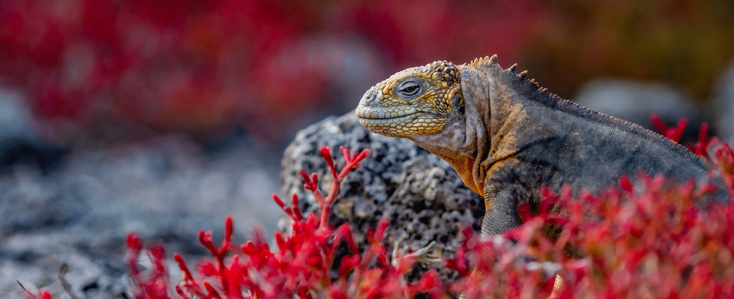 Lizard in the Galapagos Island