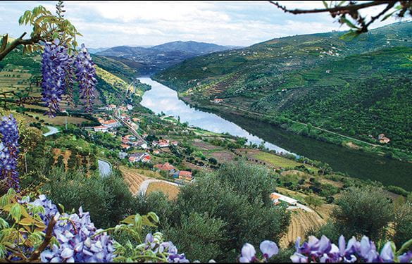 Beautiful view of the Douro River and flowers
