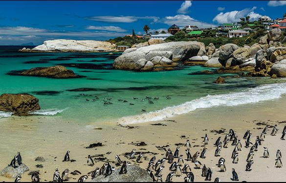 Penguins at Boulders Beach in Cape Town
