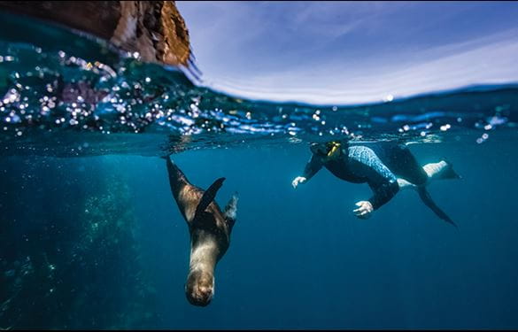 Galapagos sea lion swimming as a diver observes